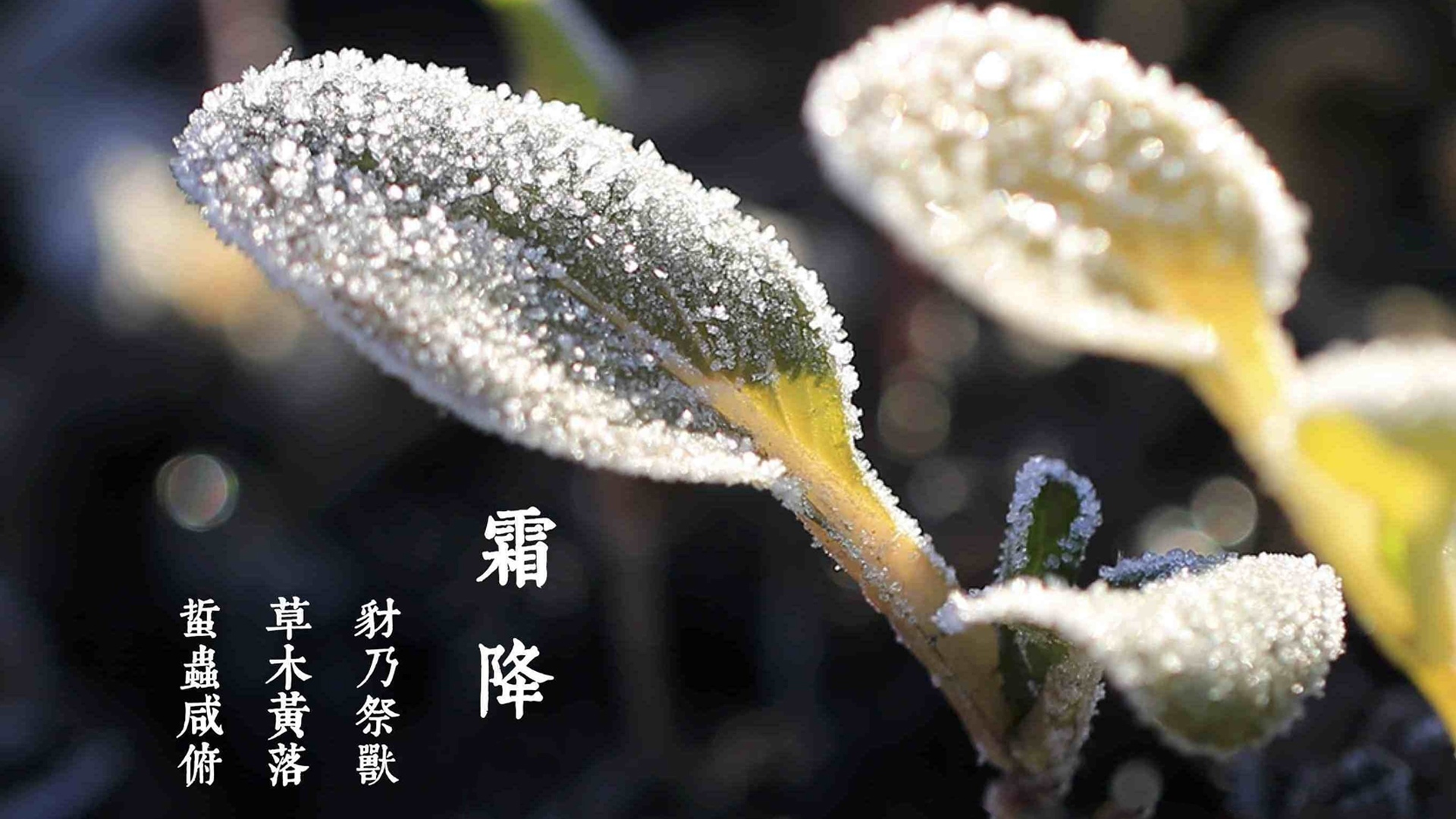 1号彩1086 - 首页